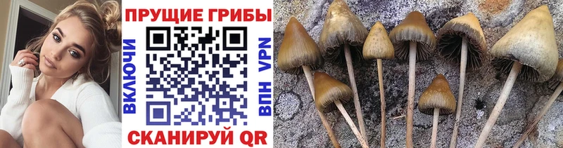 Галлюциногенные грибы мицелий  Гатчина 